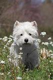 WESTIE 022